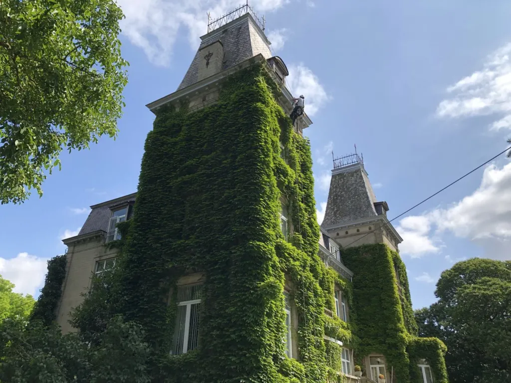 Tour d'un château entièrement couverte de lierre, un cordiste au travail à son sommet