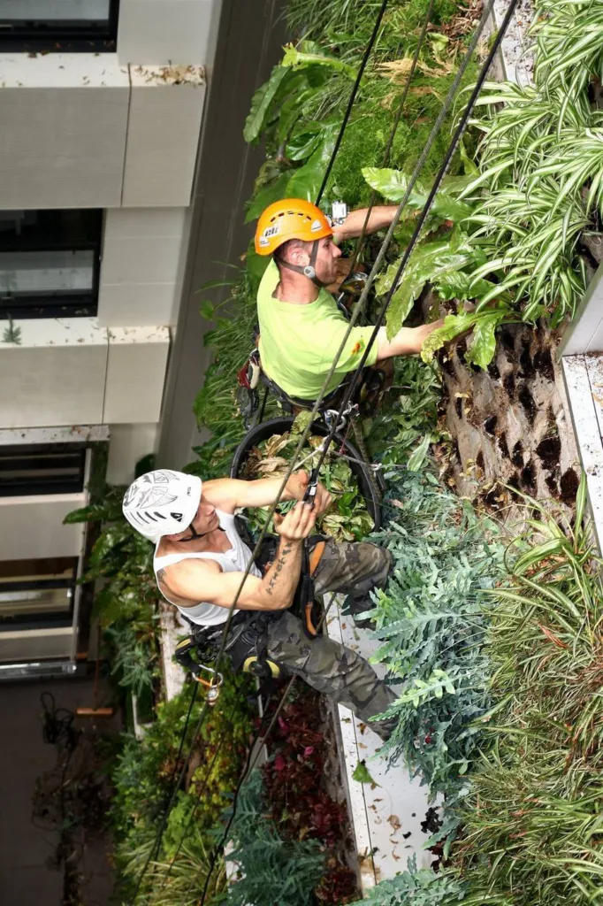 Les deux cordistes l'un au-dessus de l'autre le long de la paroi plantée